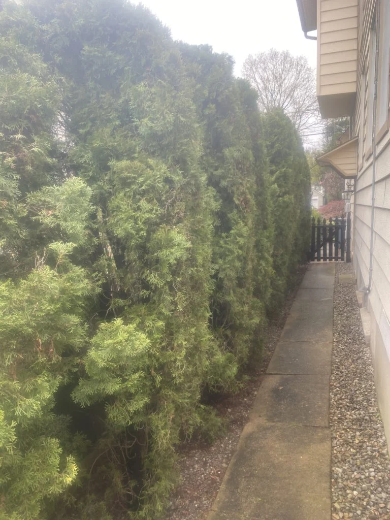 sustainable landscaping row of shrubs