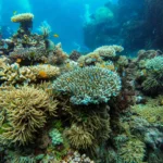 10 reasons why you should love the ocean