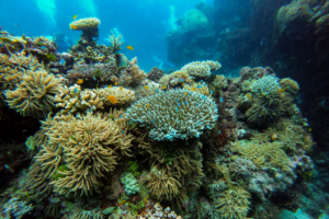 10 reasons why you should love the ocean