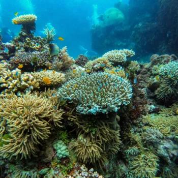 10 reasons why you should love the ocean