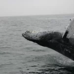 whales fighting climate change