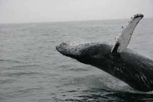 whales fighting climate change
