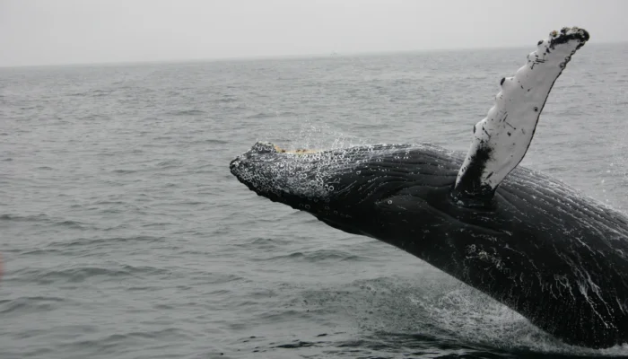 whales fighting climate change