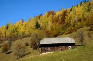 cabin in the woods
