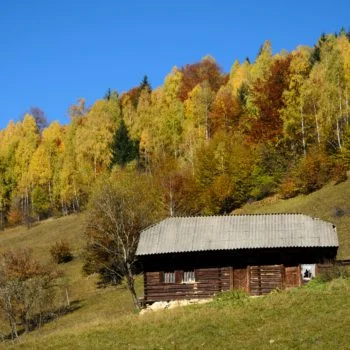 cabin in the woods