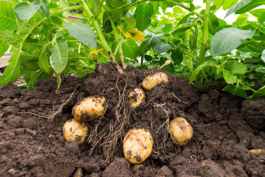Easy edible potato plants
