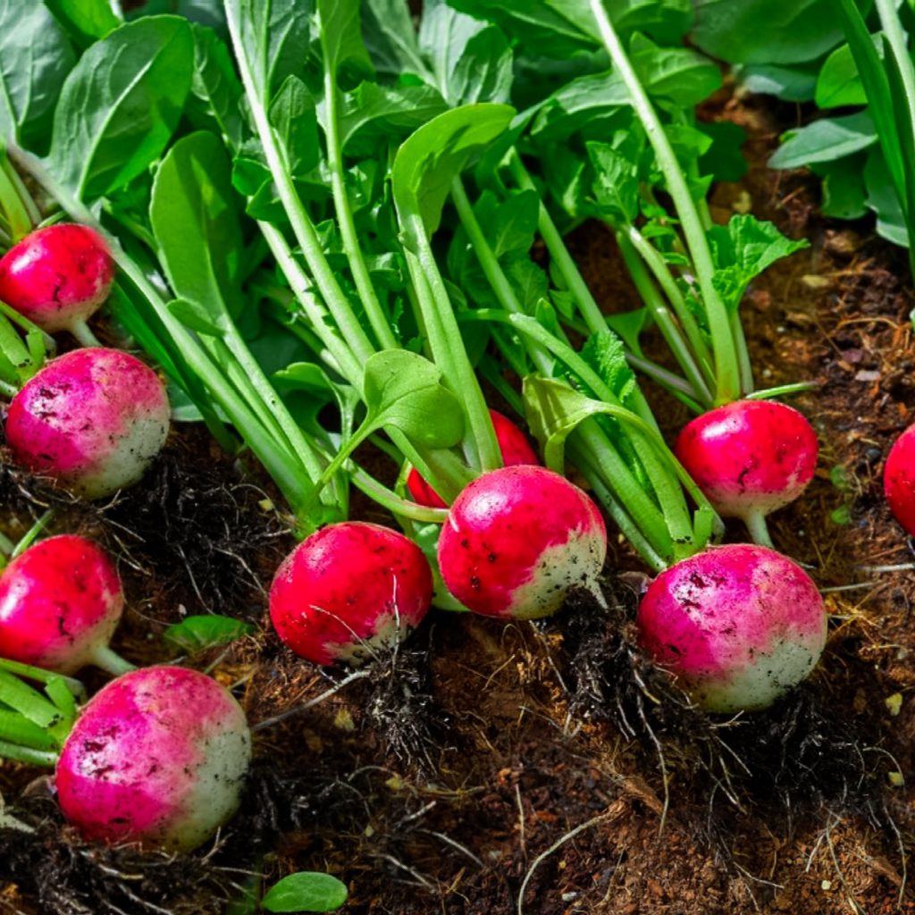 Easy edible radish plants