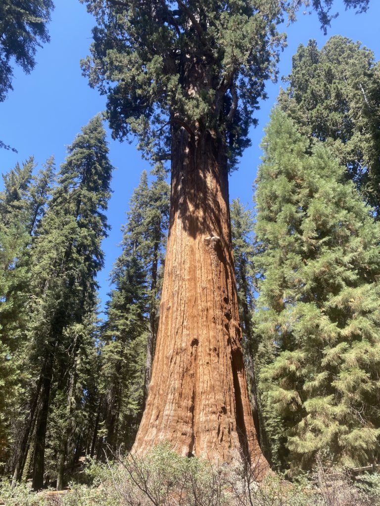 sherman tree sequoia