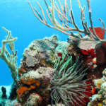 coral reefs in the private sector