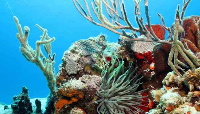coral reefs in the private sector
