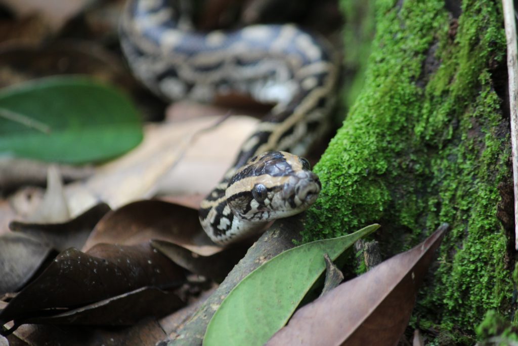 The impact of pythons on the Everglades