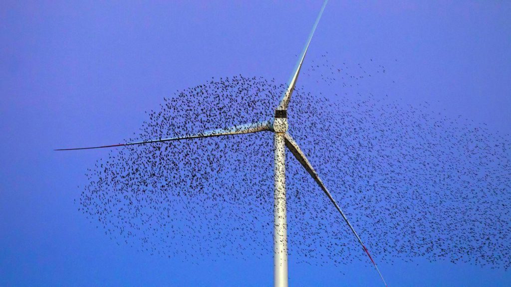 flocks of bird near wind turbine