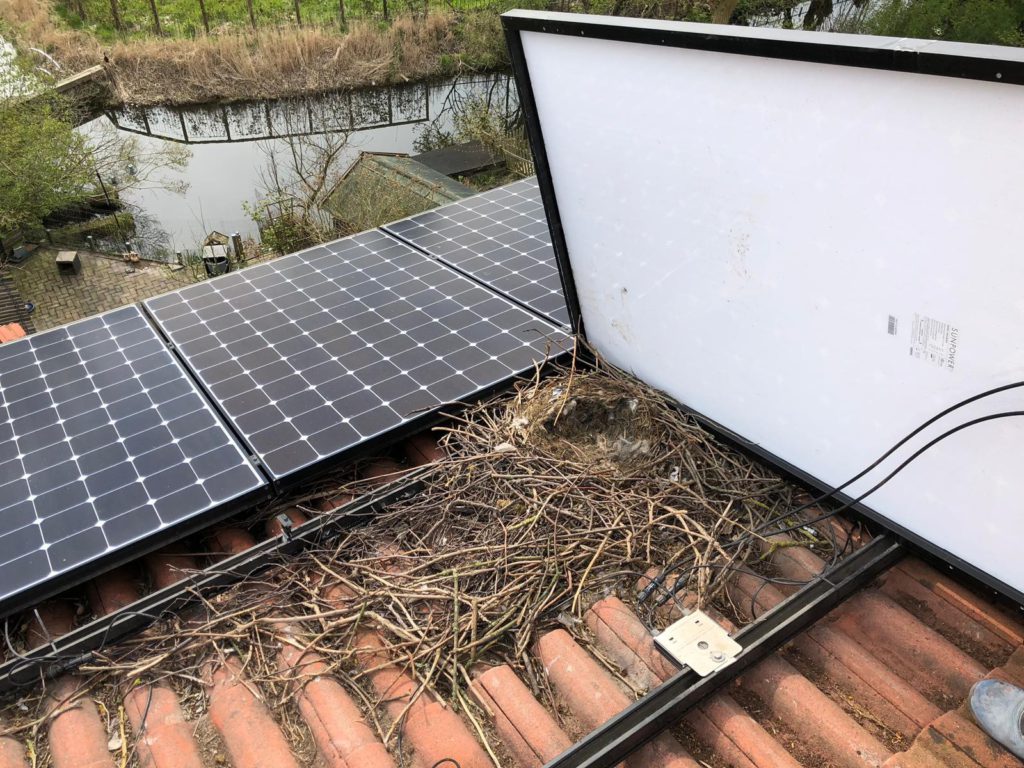 birds nest under solar panel