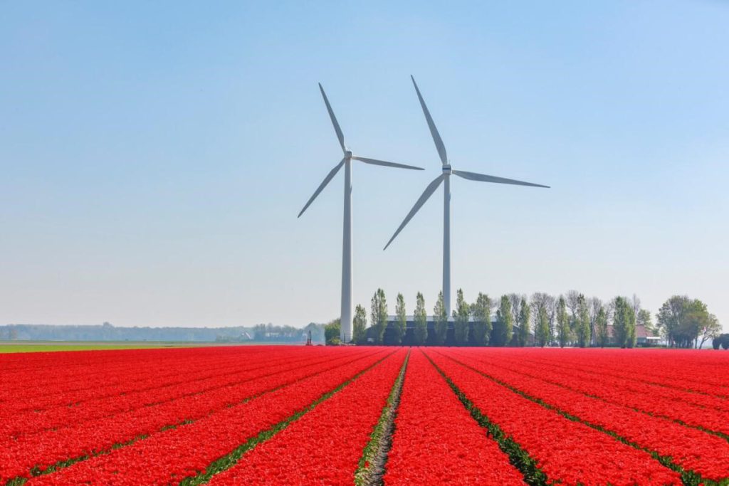 2 wind turbine beside red flower field