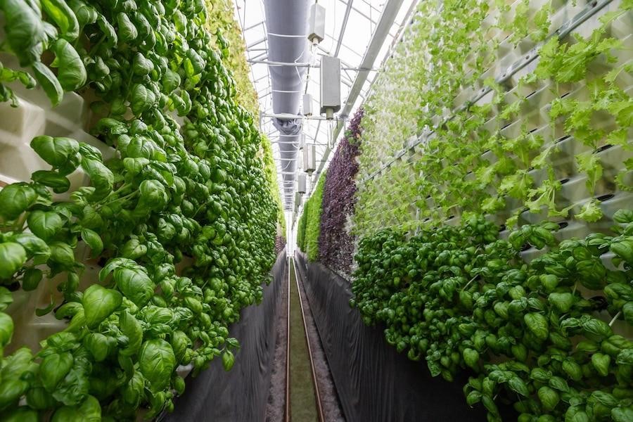 Rows of vegetables in organic vertical farming
