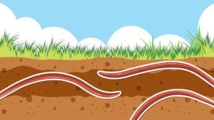 Background of earthworm in soil