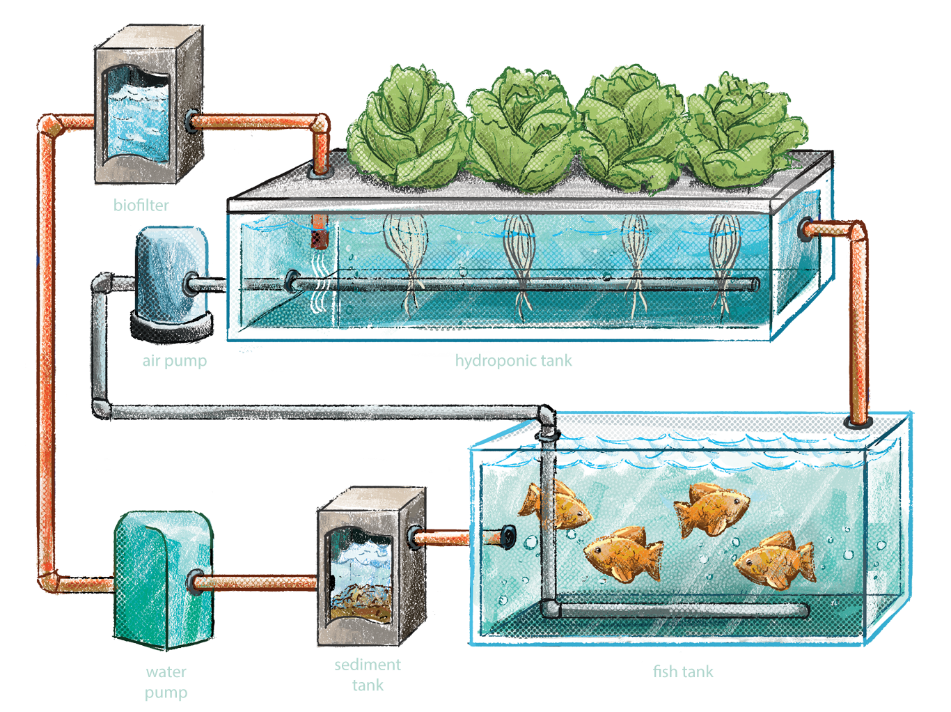 aquaponics a solution to food insecurity