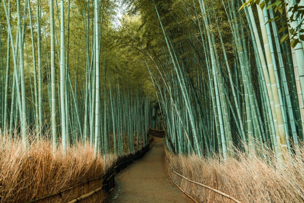 Bamboo pathway in Kyoto.


