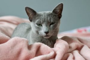 photo of kitten lying in pink polar blanket