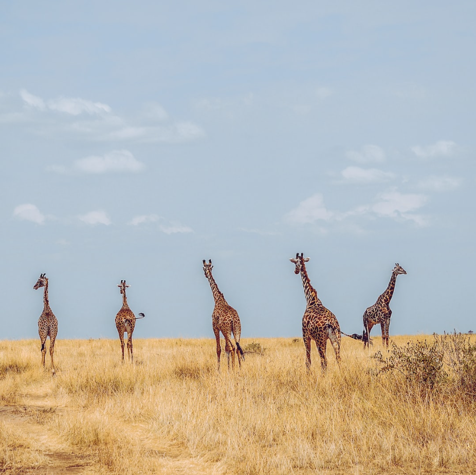 giraffes in open field