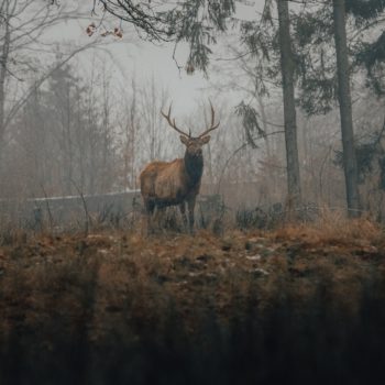 Deer standing in woods in fall