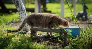 cat eating food from bowl