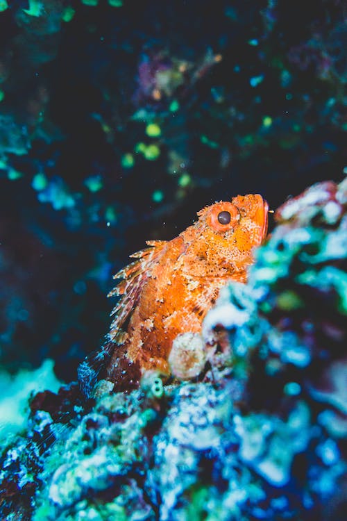 a close up image of orange colored fish underwater