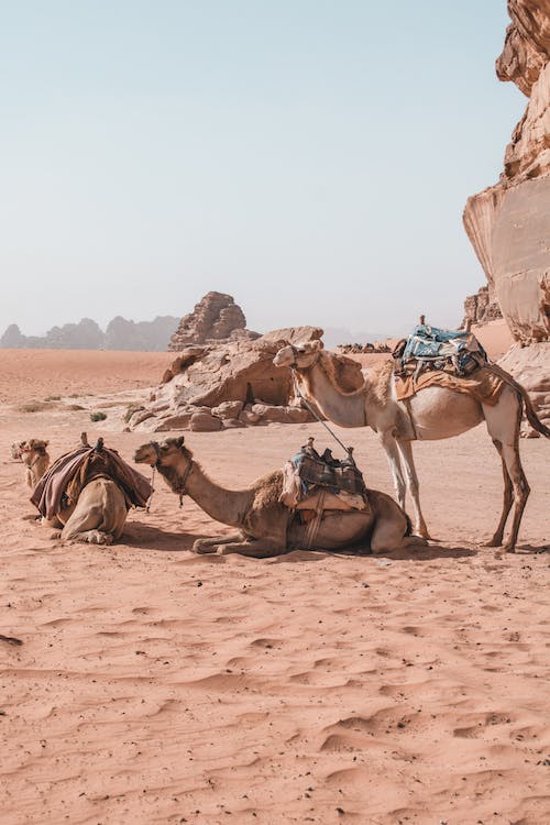 three camel taking rest in dessert