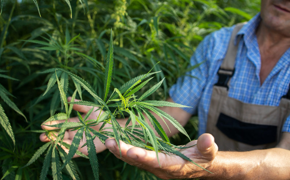 growing-cannabis-hemp-plants-alternative-medicine