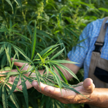 growing-cannabis-hemp-plants-alternative-medicine