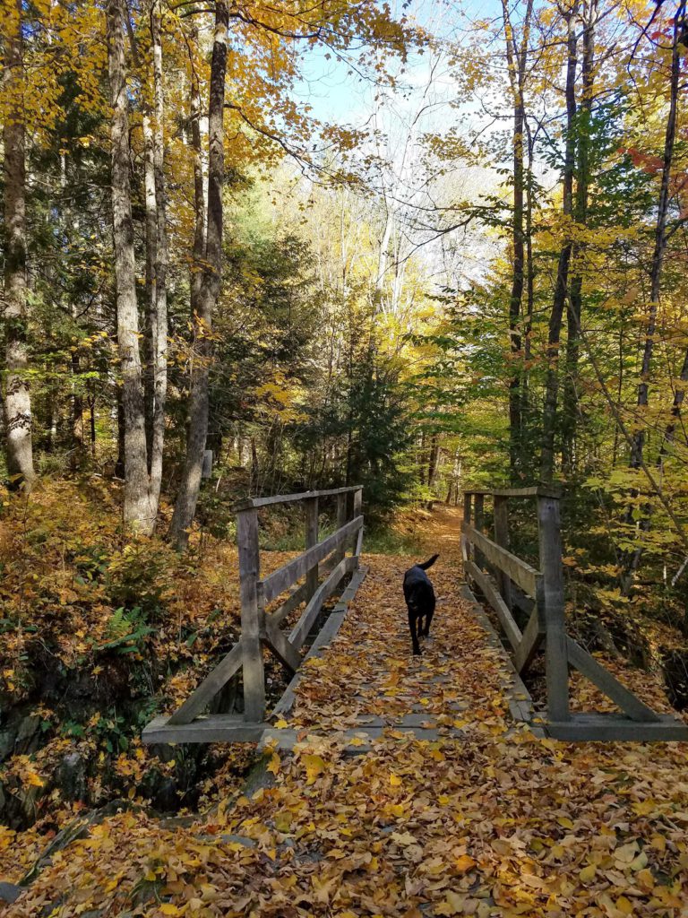 A Black Dog Walking on a Wooden Bridge 