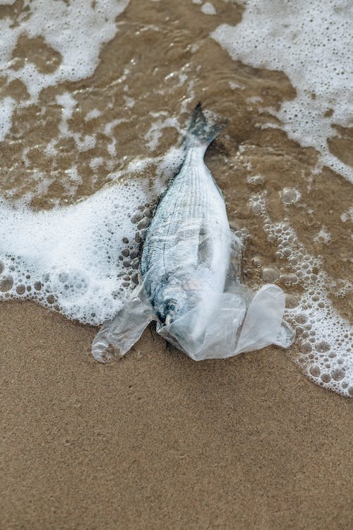 fish entangled with plastic bag near sea shore