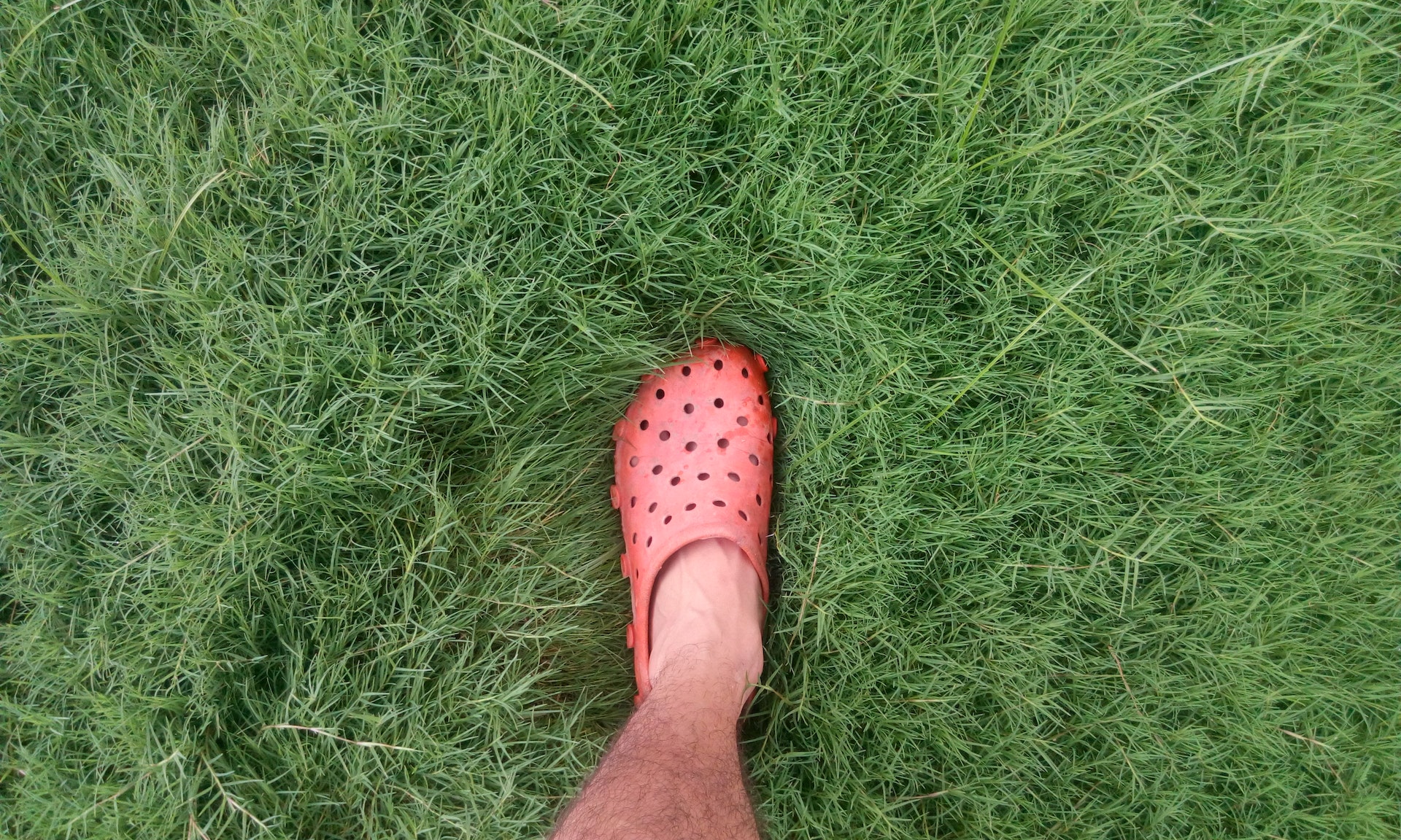 Person Wearing Orange Clog Shoe on Grass Field