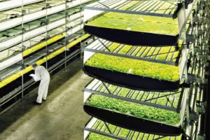 vertical farming facility