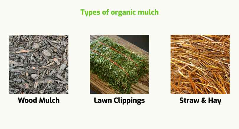 Types of organic mulch