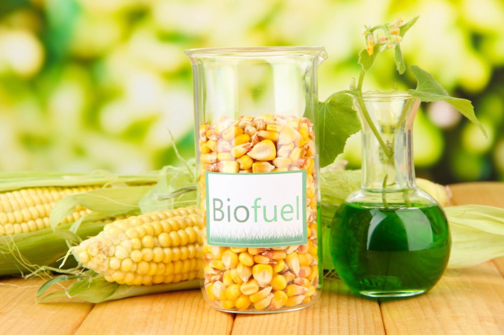 yellow corn in a glass jar written biofuel on it, beside a glass jar half filled with green liquid containing small green plant