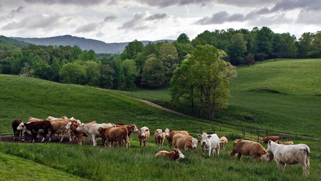 Herd of Cow on Green Grass Field