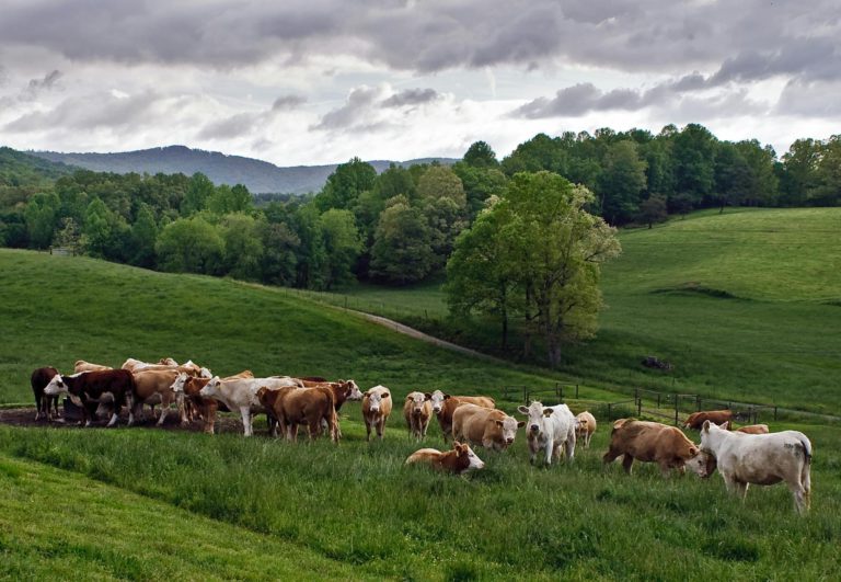Herd of Cow on Green Grass Field