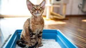 Purr-fectly Green: 9 Eco-Friendly Biodegradable Cat Litter for Sustainable Feline Care