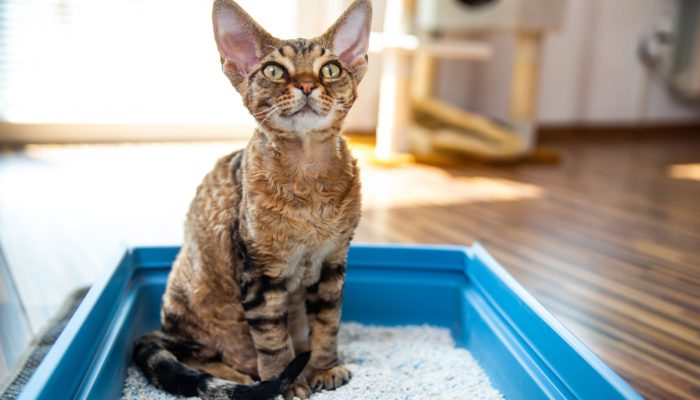 Purr-fectly Green: 9 Eco-Friendly Biodegradable Cat Litter for Sustainable Feline Care