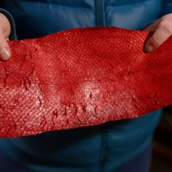 Fins to Fashion: Unveiling the Sustainable Beauty of Fish Leather