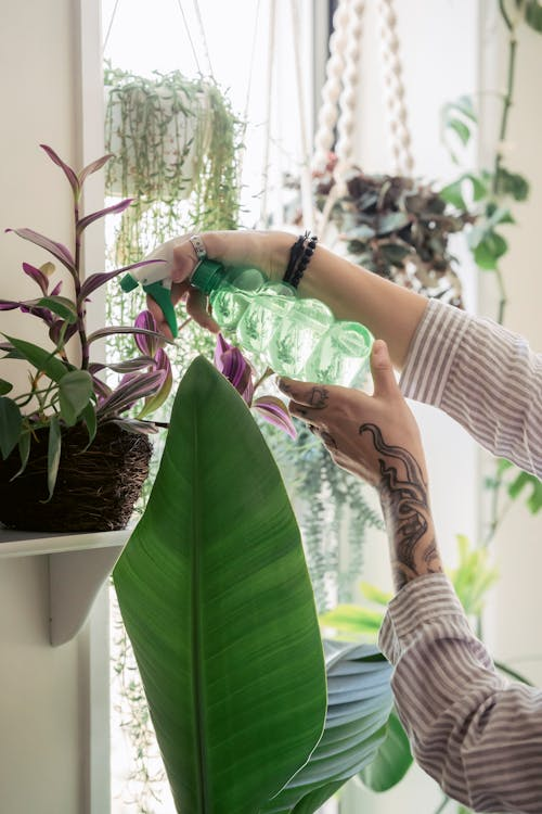 woman taking care of potted plants in light apartment
